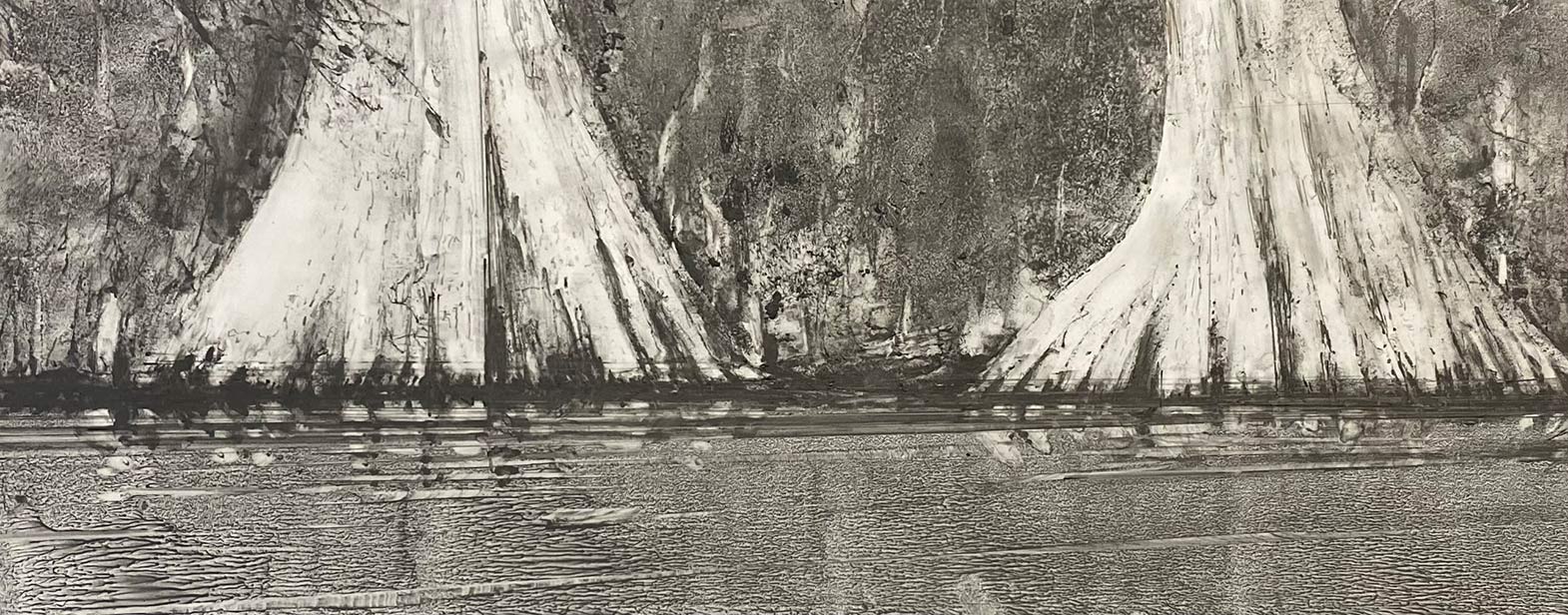 Cypress on the Ichetucknee  by Steve Bradbury