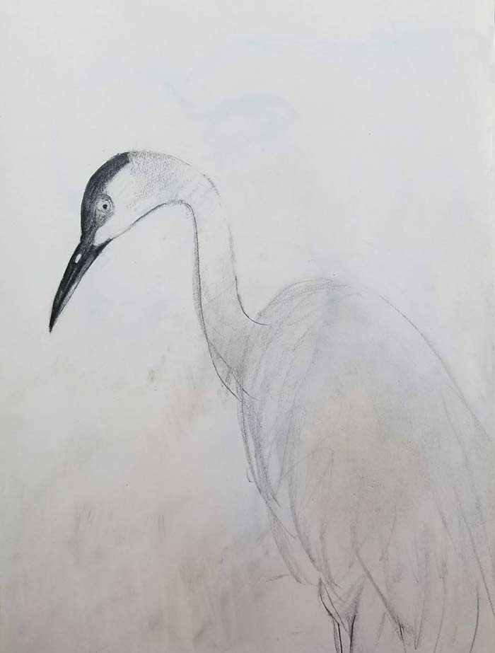 water bird by Steve Bradbury
