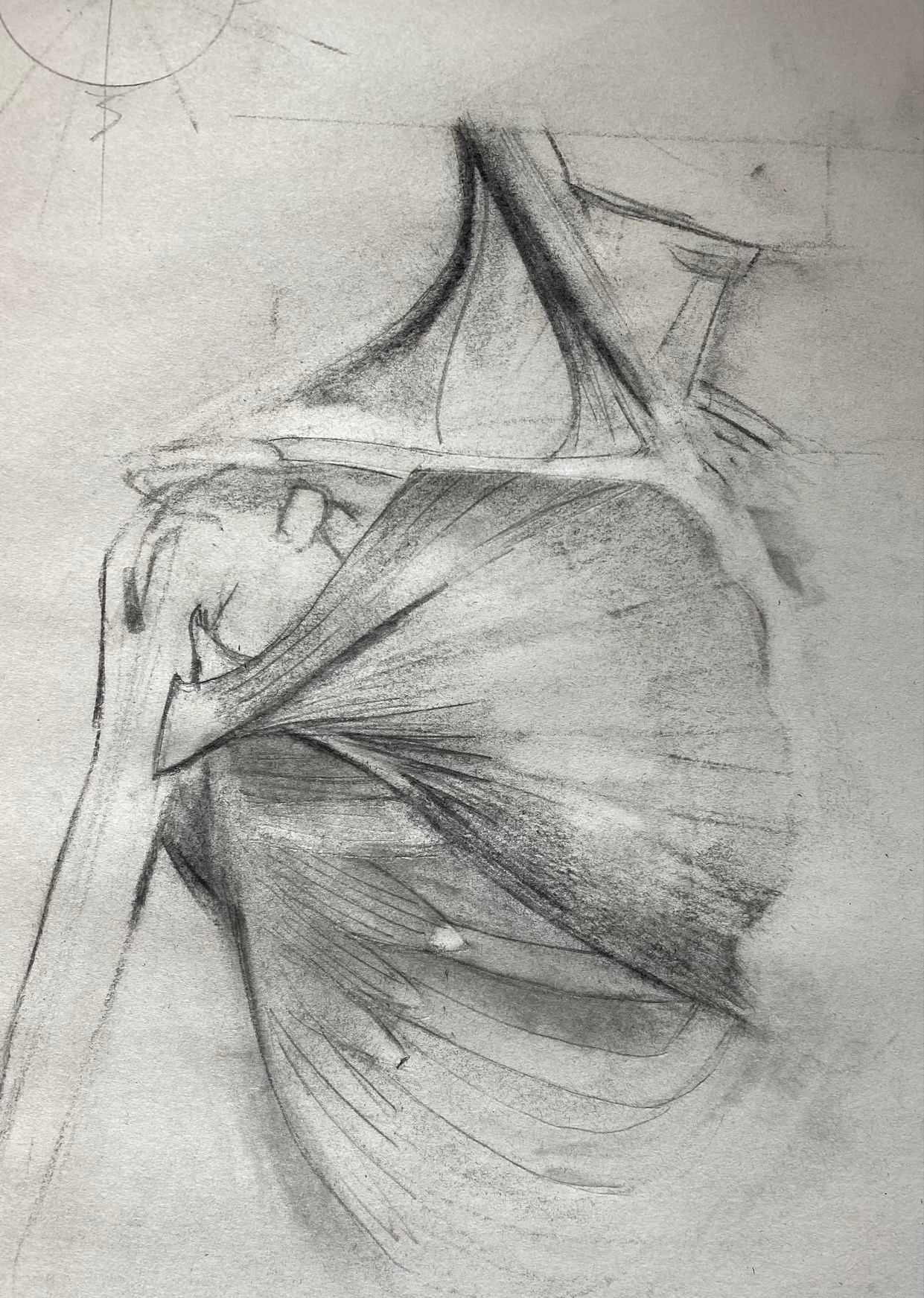 Pectoralis Major drawing by Steve Bradbury