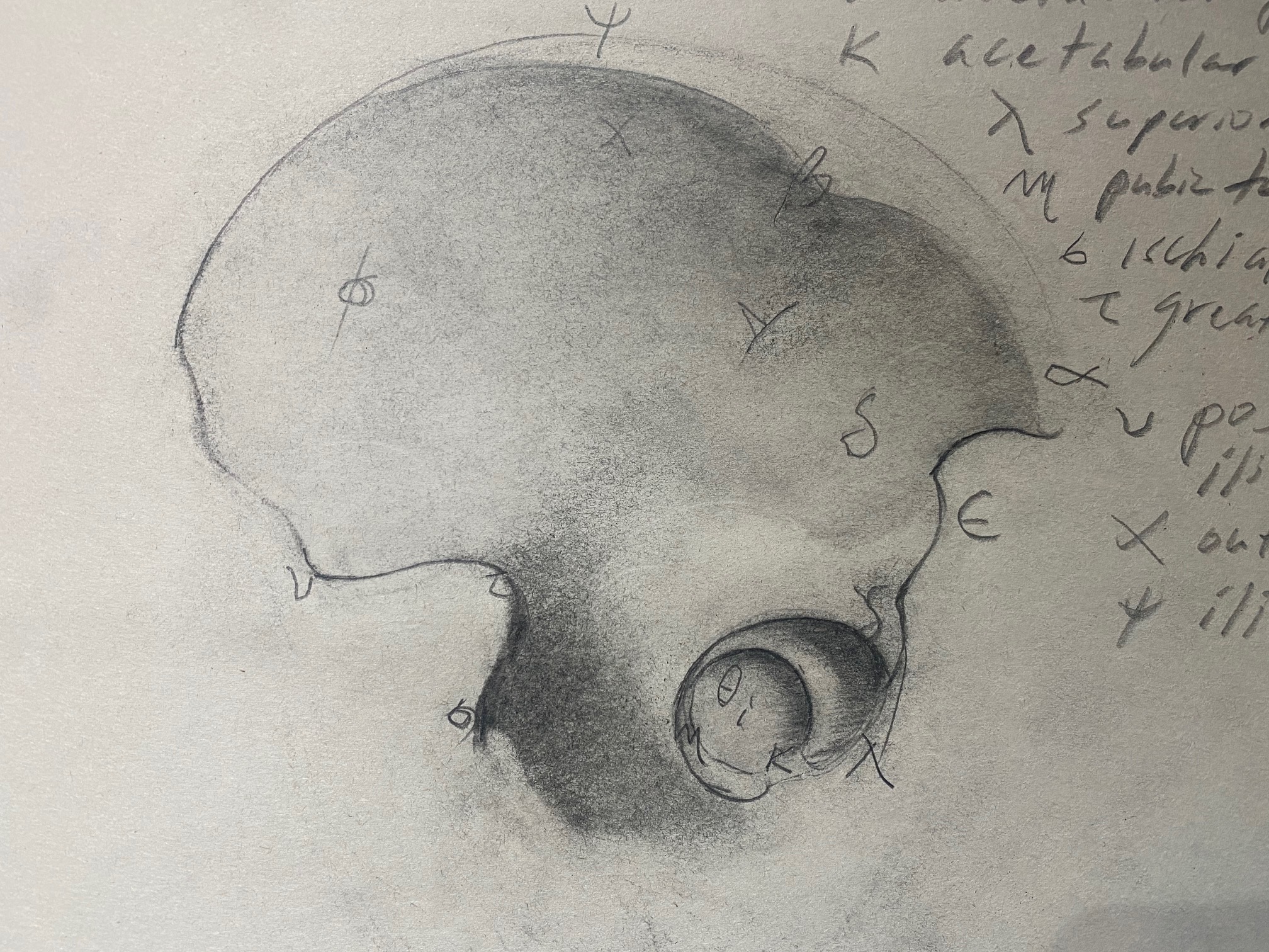 Pelvis drawing by Steve Bradbury