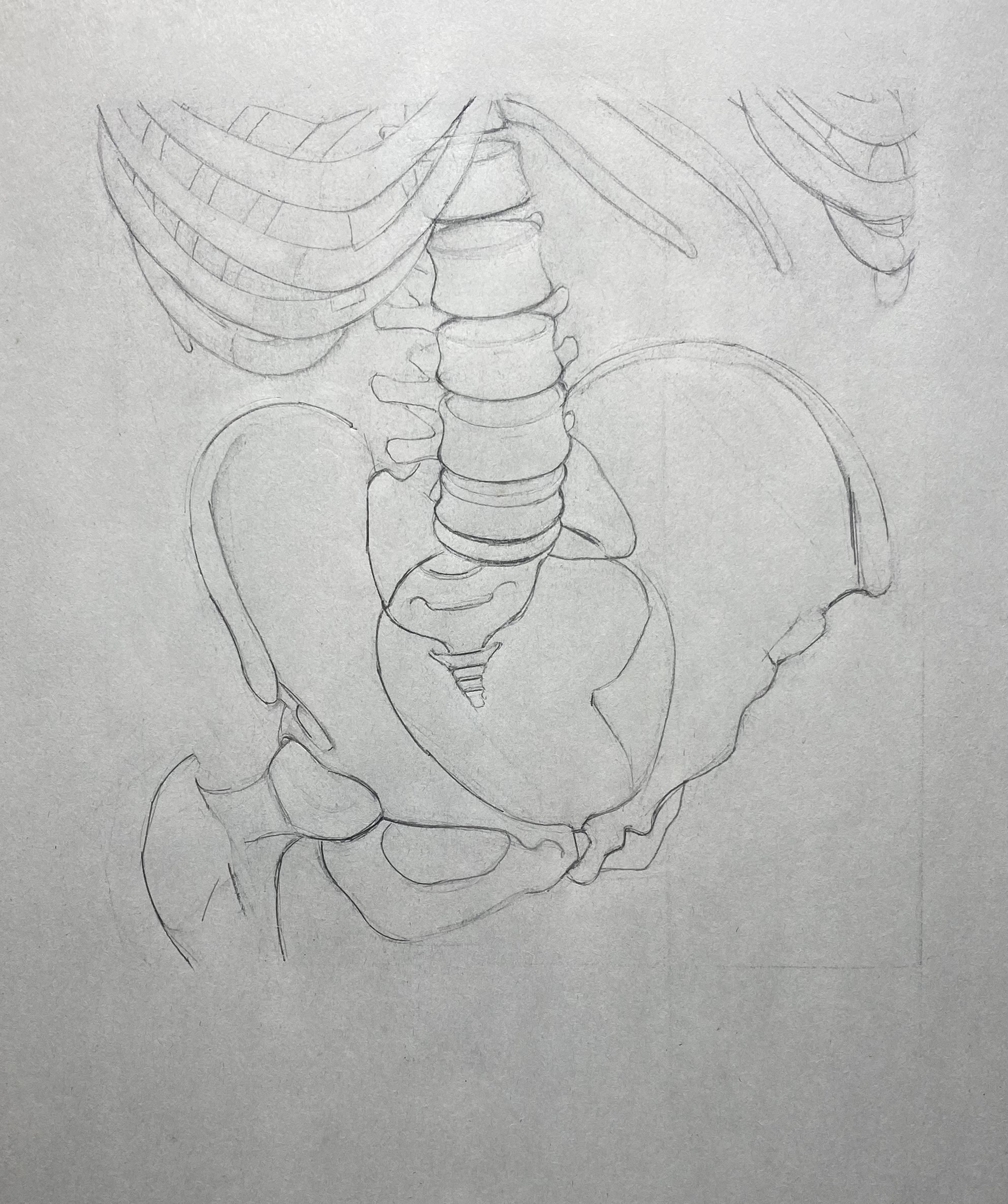 Skeleton drawing by Steve Bradbury